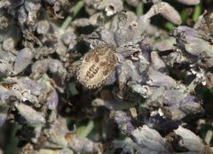 Beerenwanzen-Nymphe (Dolycoris baccarum) auf verblühtem Lavendel