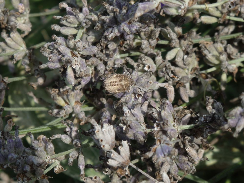 Beerenwanzen-Nymphe (Dolycoris baccarum) auf verblühtem Lavendel