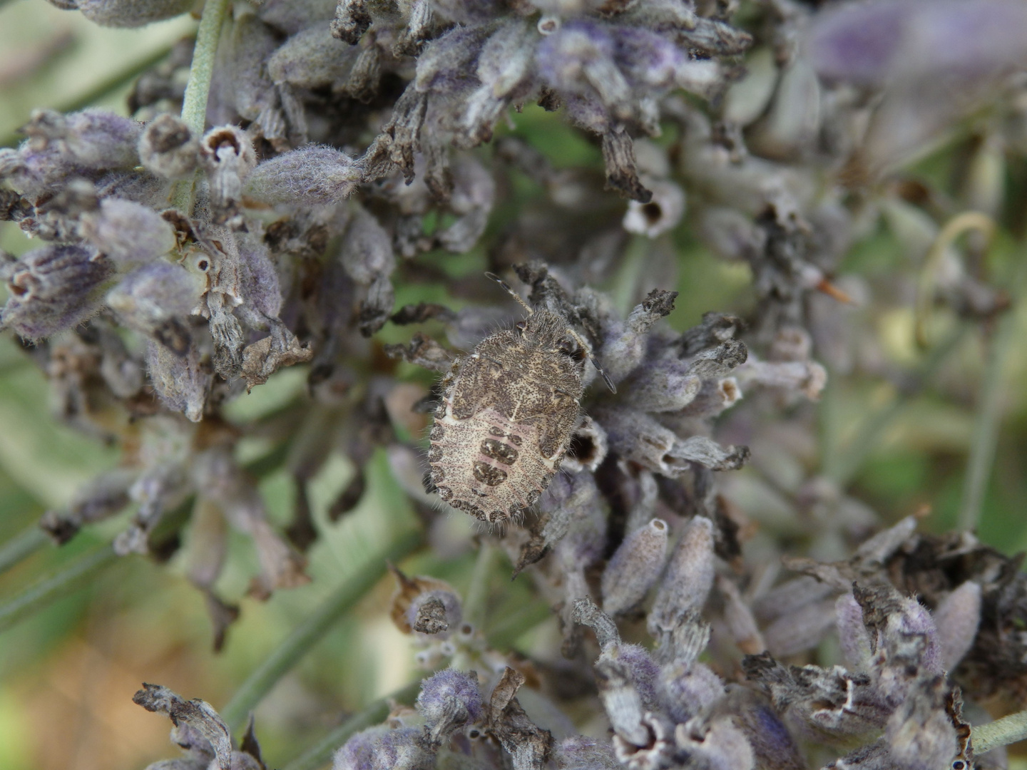 Beerenwanzen-Nymphe (Dolycoris baccarum) auf verblühtem Lavendel