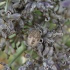 Beerenwanzen-Nymphe (Dolycoris baccarum) auf verblühtem Lavendel