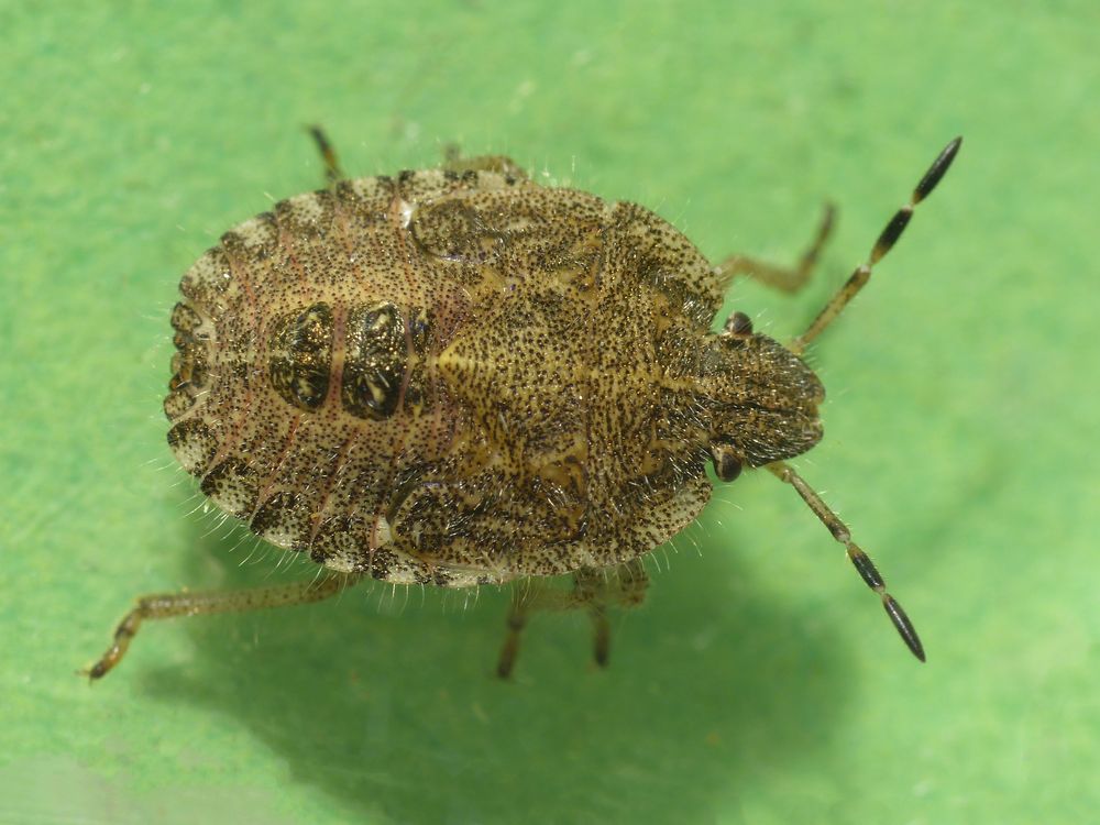 Beerenwanzen-Nymphen (Dolycoris baccarum) - letztes Larvenstadium