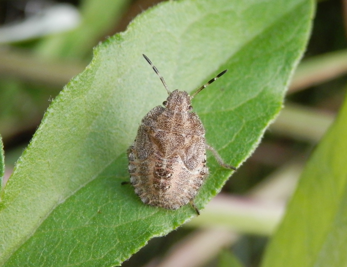 Beerenwanzen-Nymphen (Dolycoris baccarum) - letztes Larvenstadium