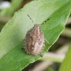 Beerenwanzen-Nymphen (Dolycoris baccarum) - letztes Larvenstadium