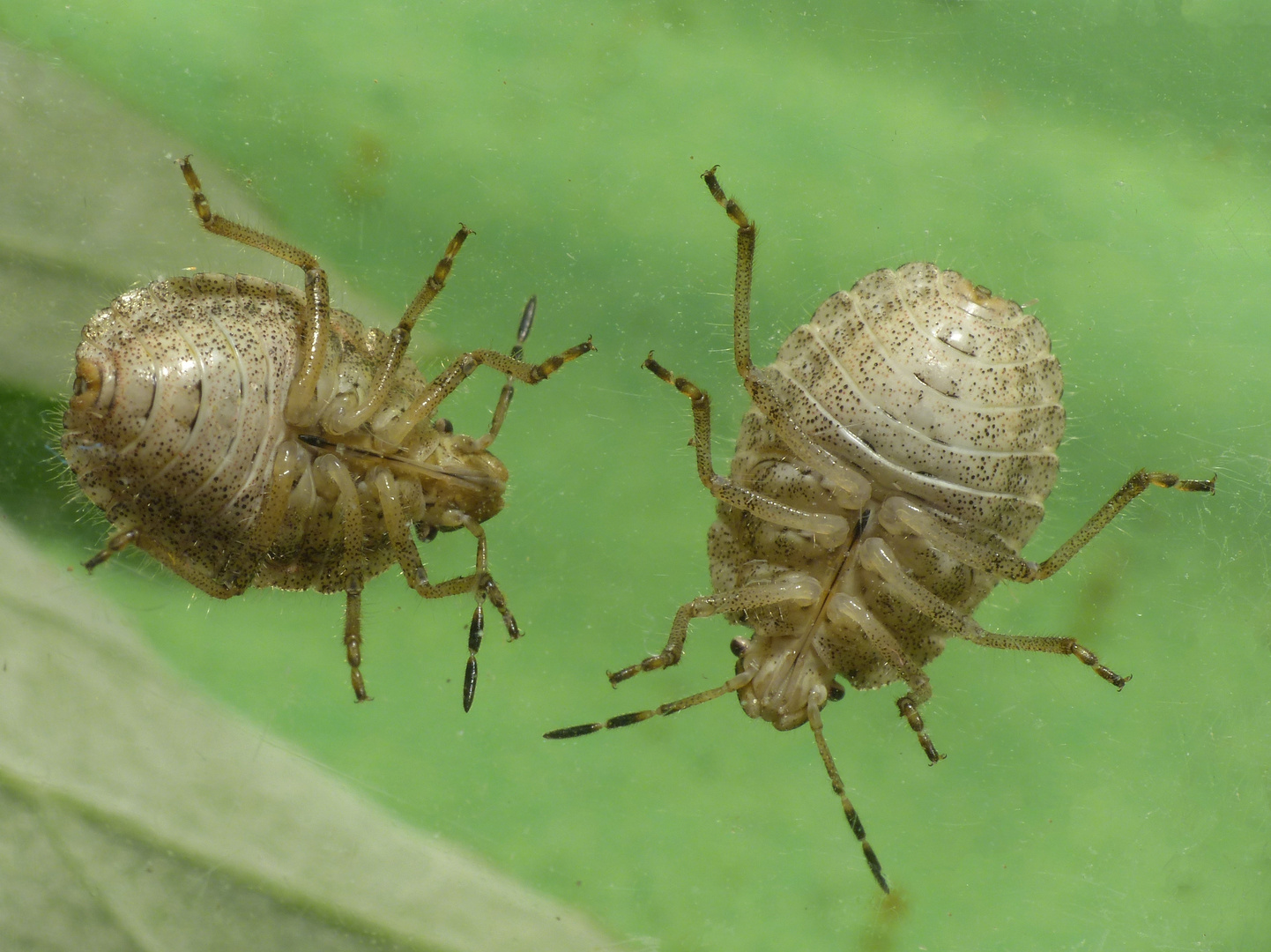 Beerenwanzen-Nymphen (Dolycoris baccarum) - letztes Larvenstadium