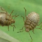 Beerenwanzen-Nymphen (Dolycoris baccarum) - letztes Larvenstadium