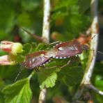 Beerenwanzen-Paarung (Dolycoris baccarum) ...