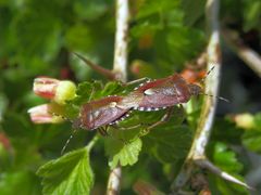 Beerenwanzen-Paarung (Dolycoris baccarum) ...