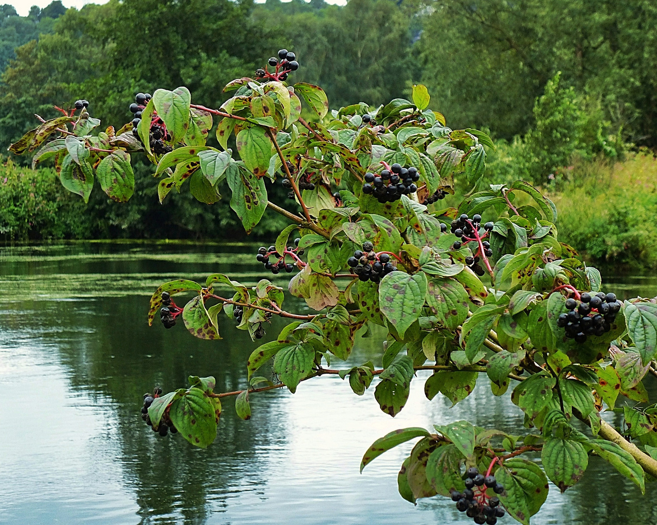 Beerenzeit