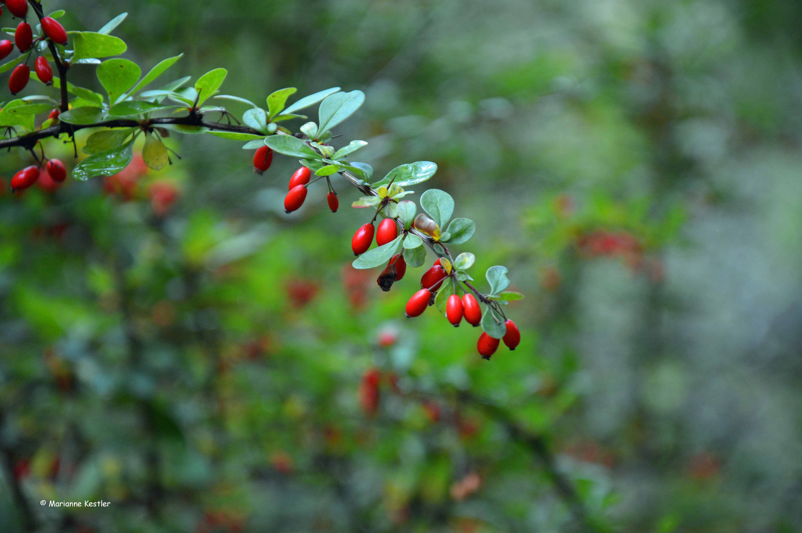 Beeriger Farbklecks... Foto &amp; Bild | jahreszeiten, herbst, natur Bilder ...