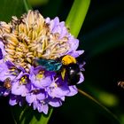 Bees and flower