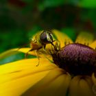 Bees and flowers