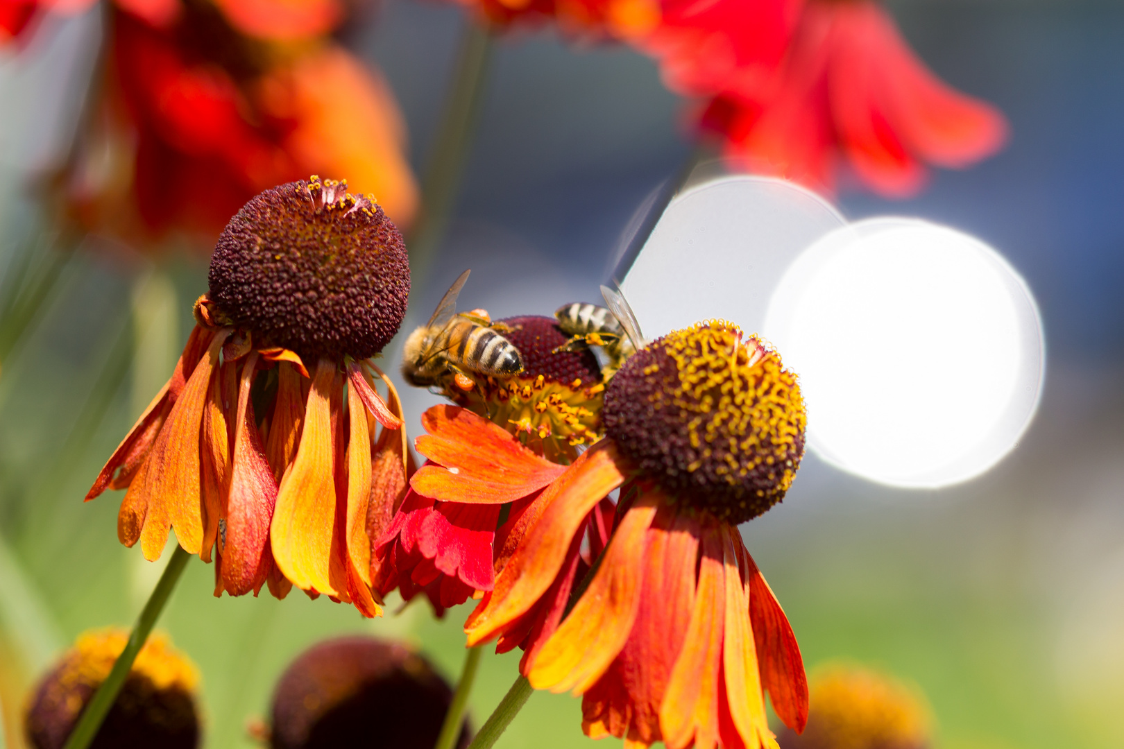 Bees and Flowers