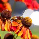 Bees and Flowers