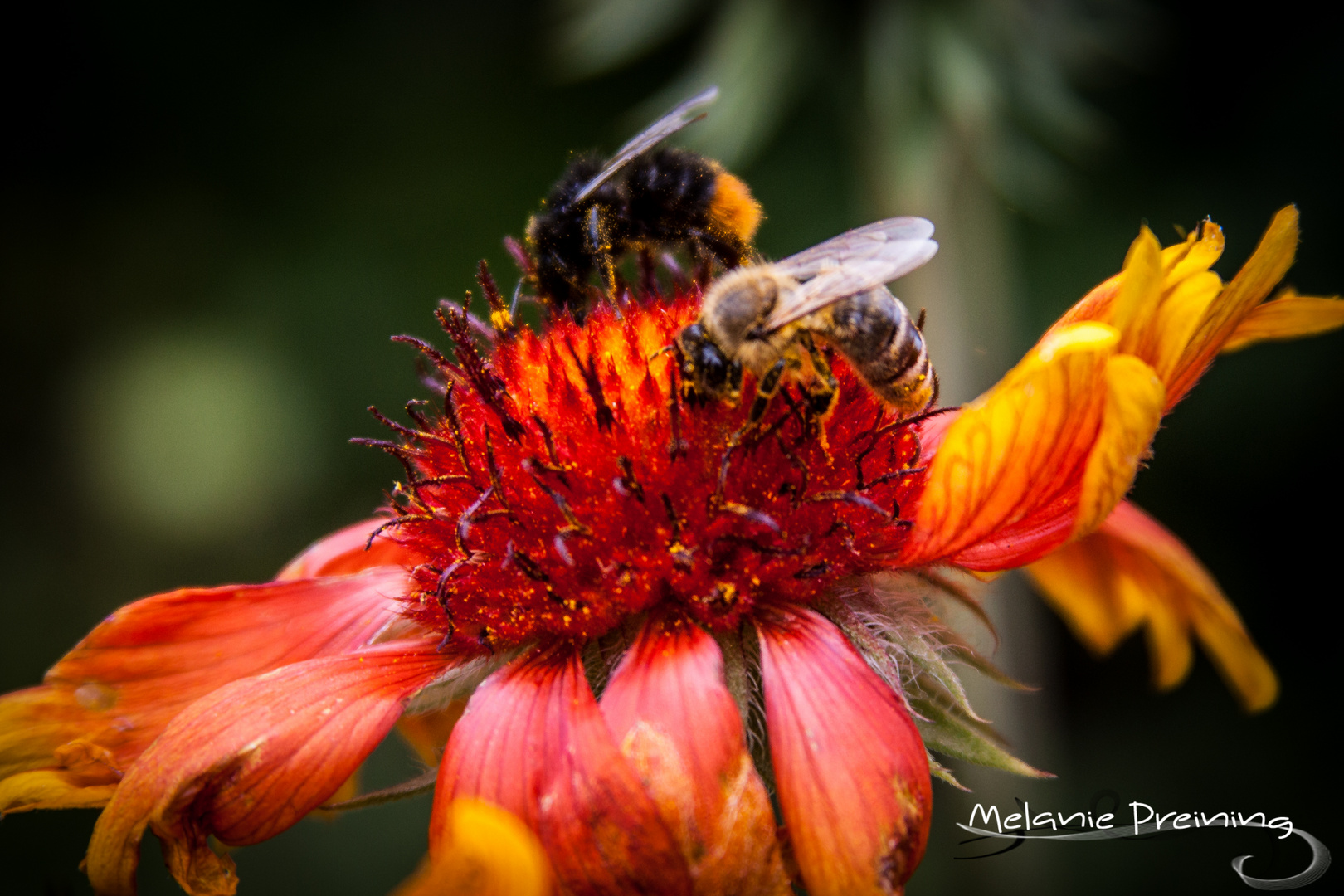 Bees at work