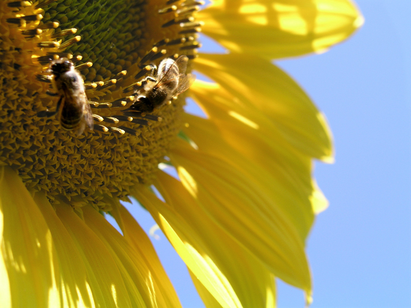 bees at work