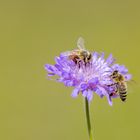 bees at work