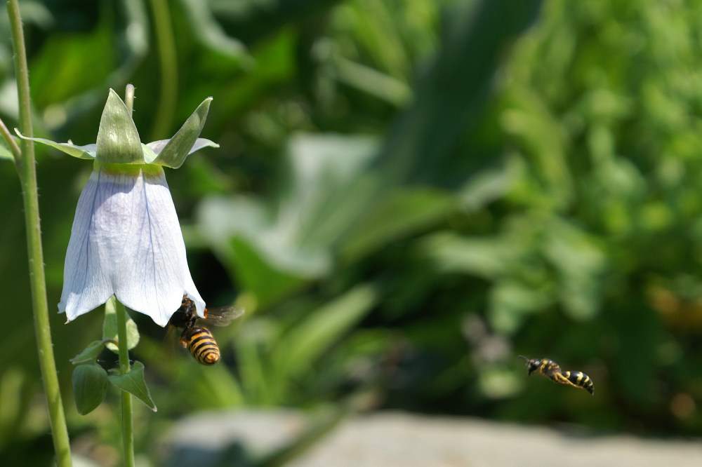 Bees at work.