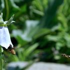 Bees at work.