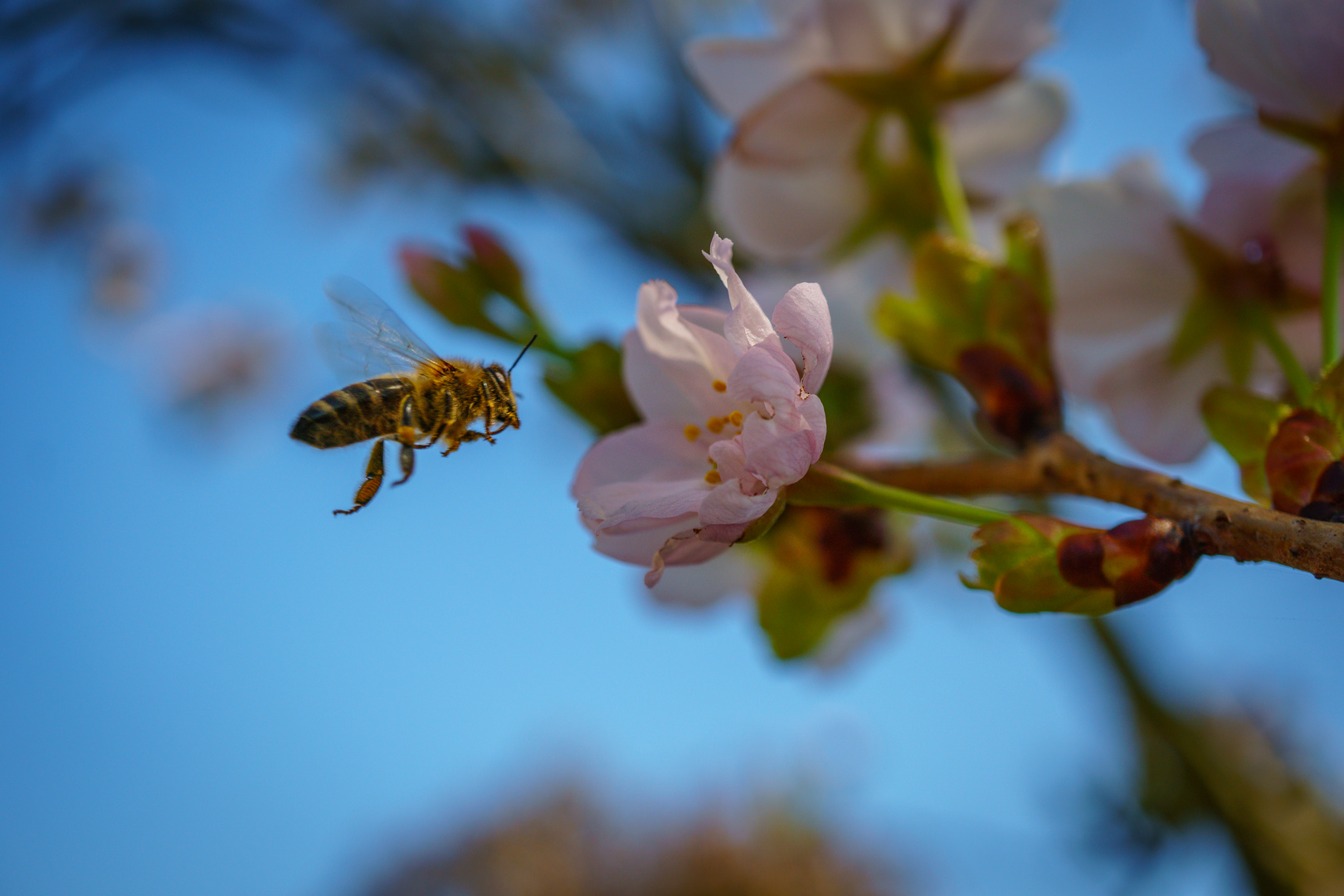 "Bees do it!"