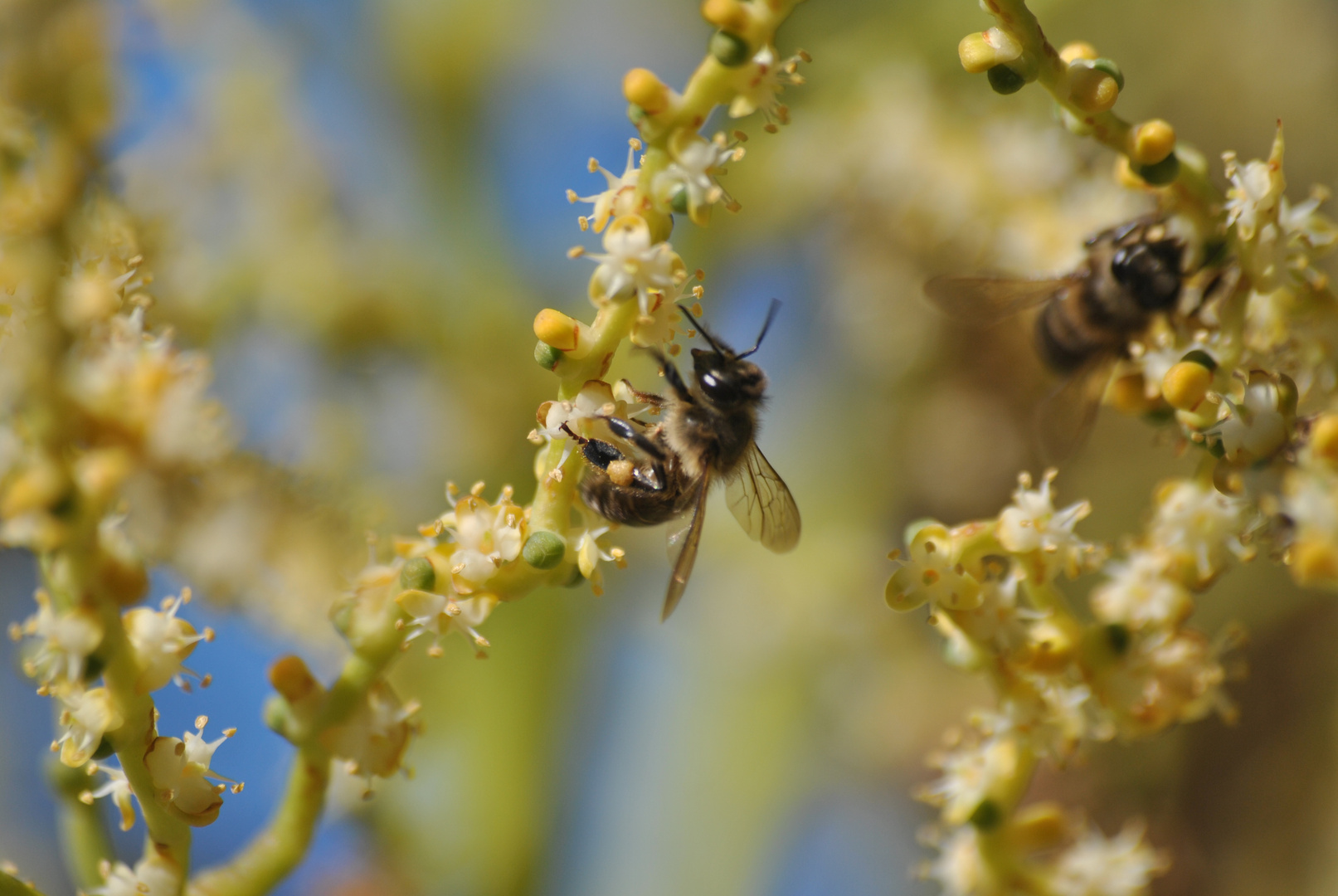 Bees in action