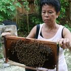 bees, in bee farm bohol, philippinen