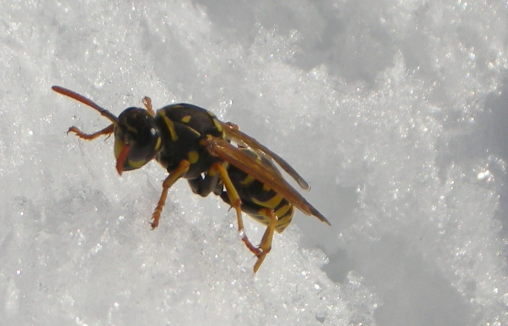 Bees in snow