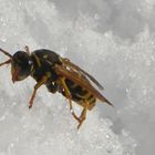 Bees in snow