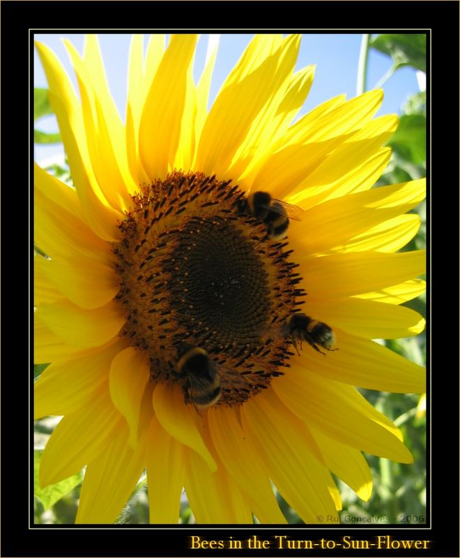 Bees in the Turn to Sun Flower