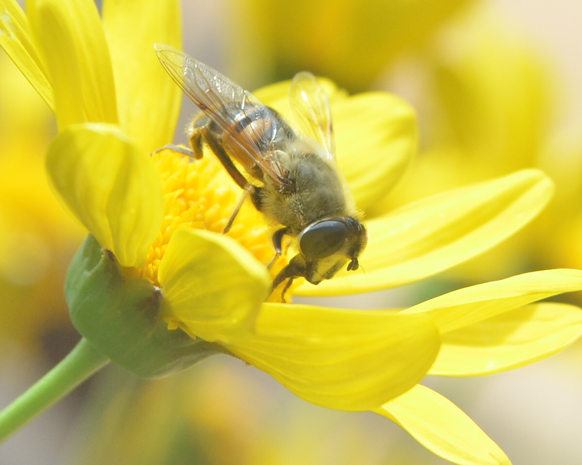 bees just love flowers 2