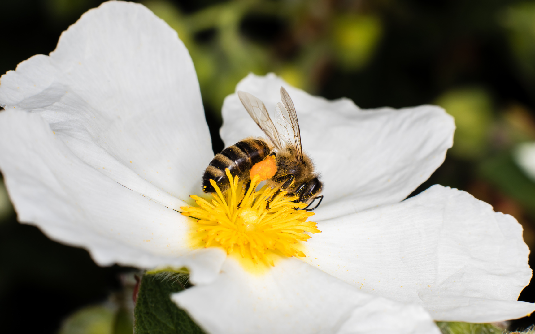 Bee's Lunch