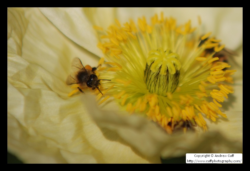 Bees on a flower