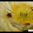 Bees on a flower