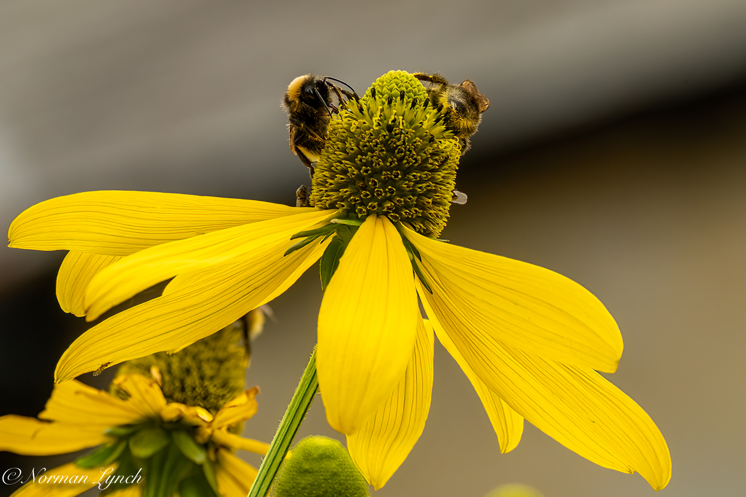 Bees on yellow flower