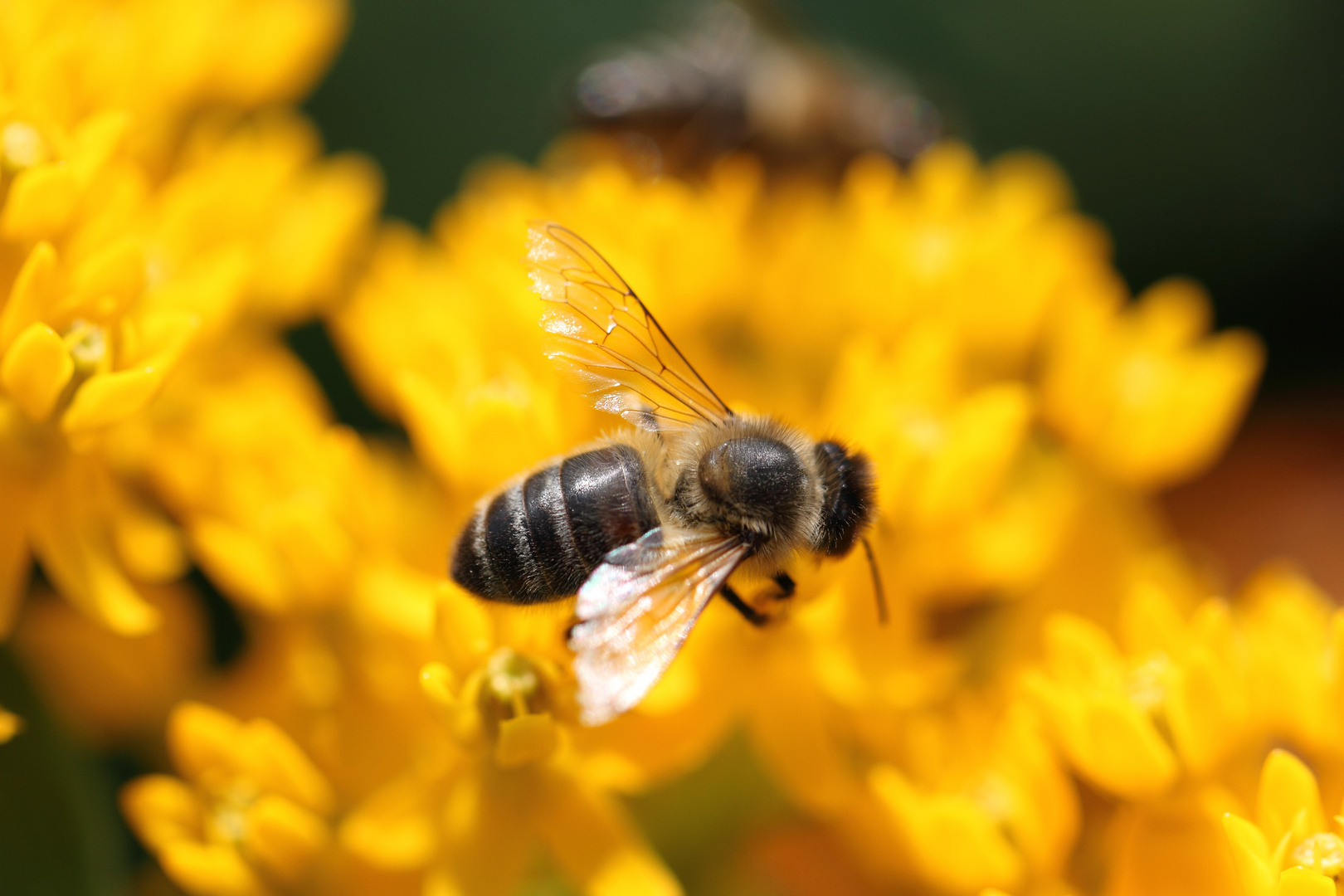 Bees our useful friends 3 / 4