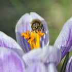 Bees with crocus