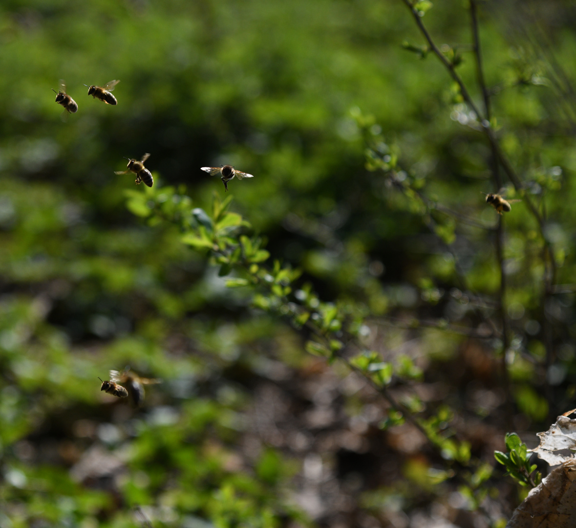 Bees:Gemeinsam viel erreichen