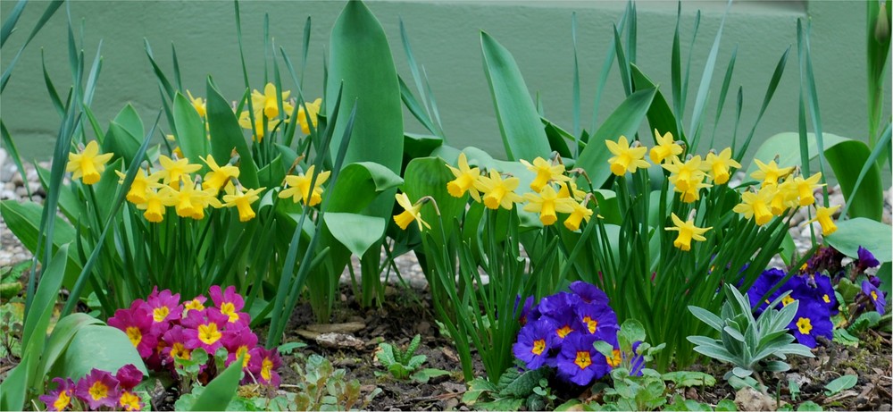 Beet im Frühling