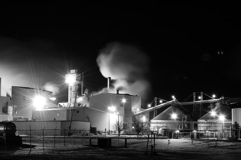 Beet Plant in B&W.