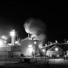 Beet Plant in B&W.