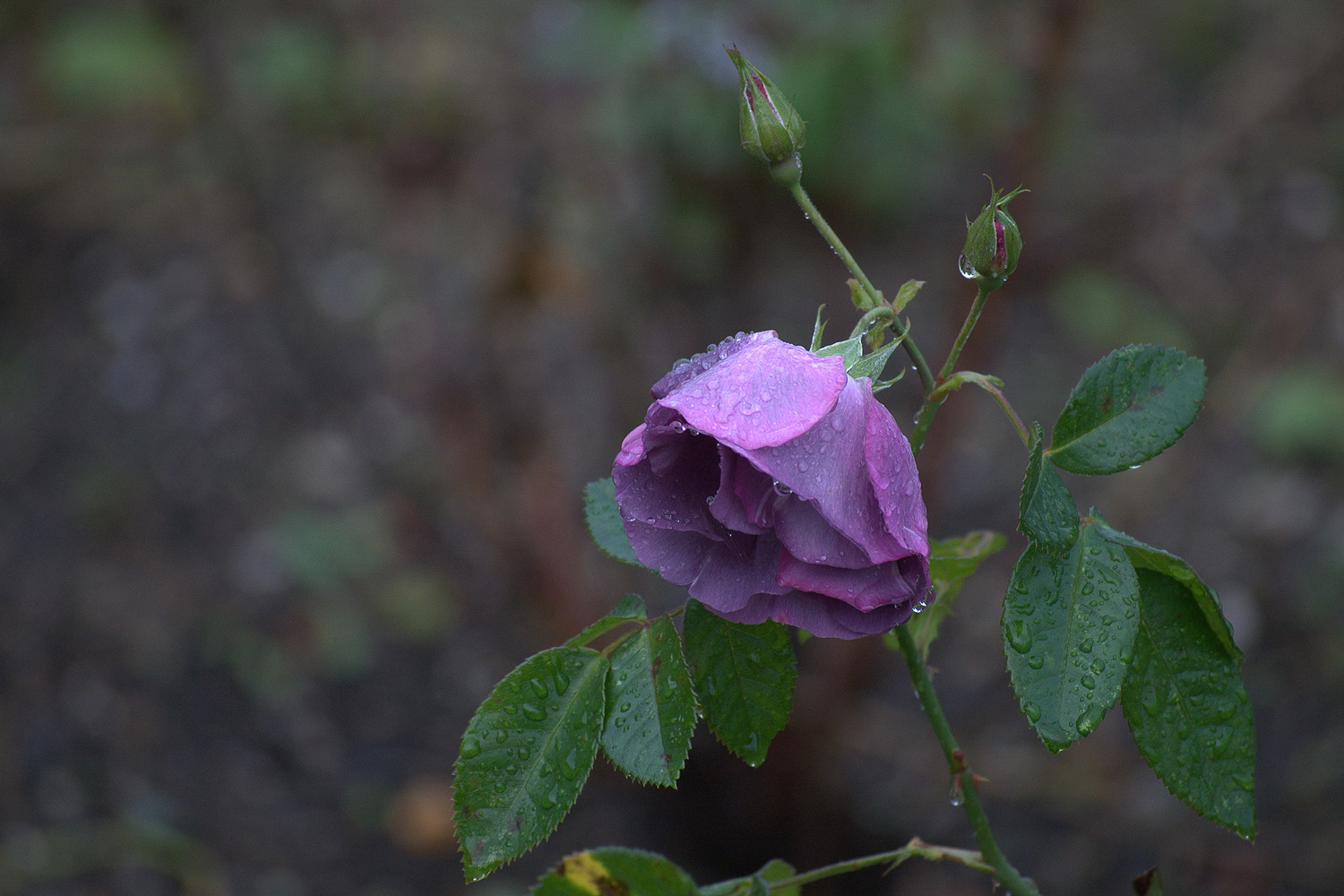 Beet-und Strauchrose  Rhapsody in Blue