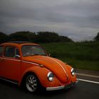 Beetle