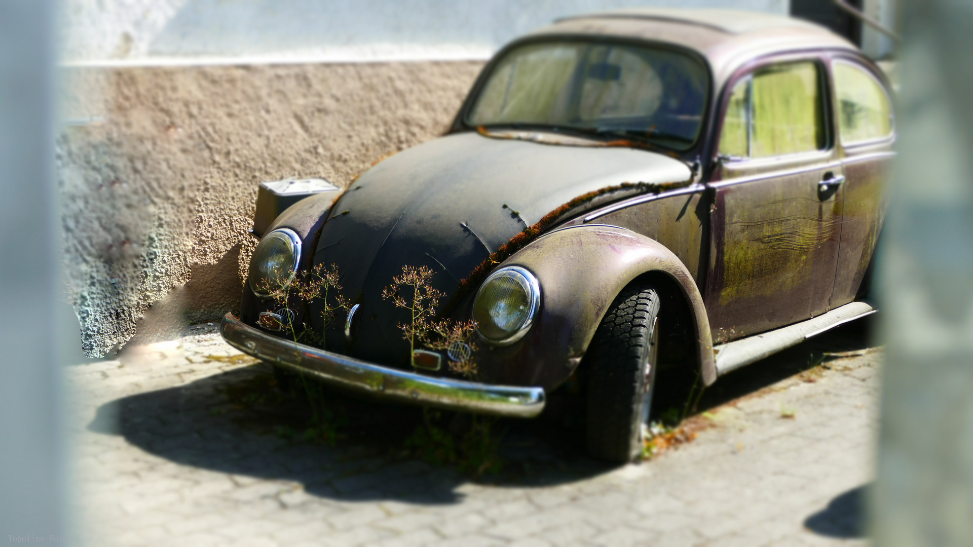 Beetle