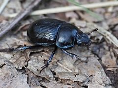 Beetle 8