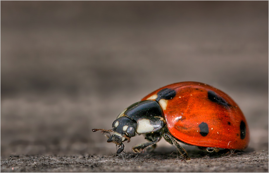 Beetle