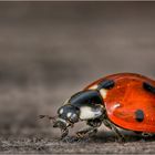 Beetle