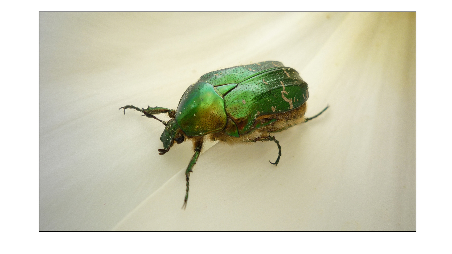 Beetle