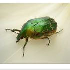 Beetle