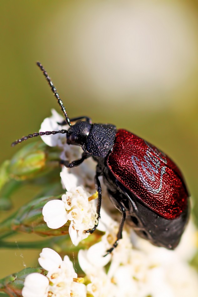 beetle about the taste of cola