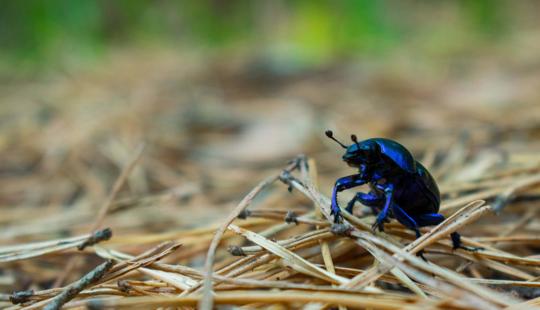 beetle alone in the wood