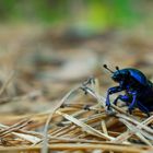 beetle alone in the wood